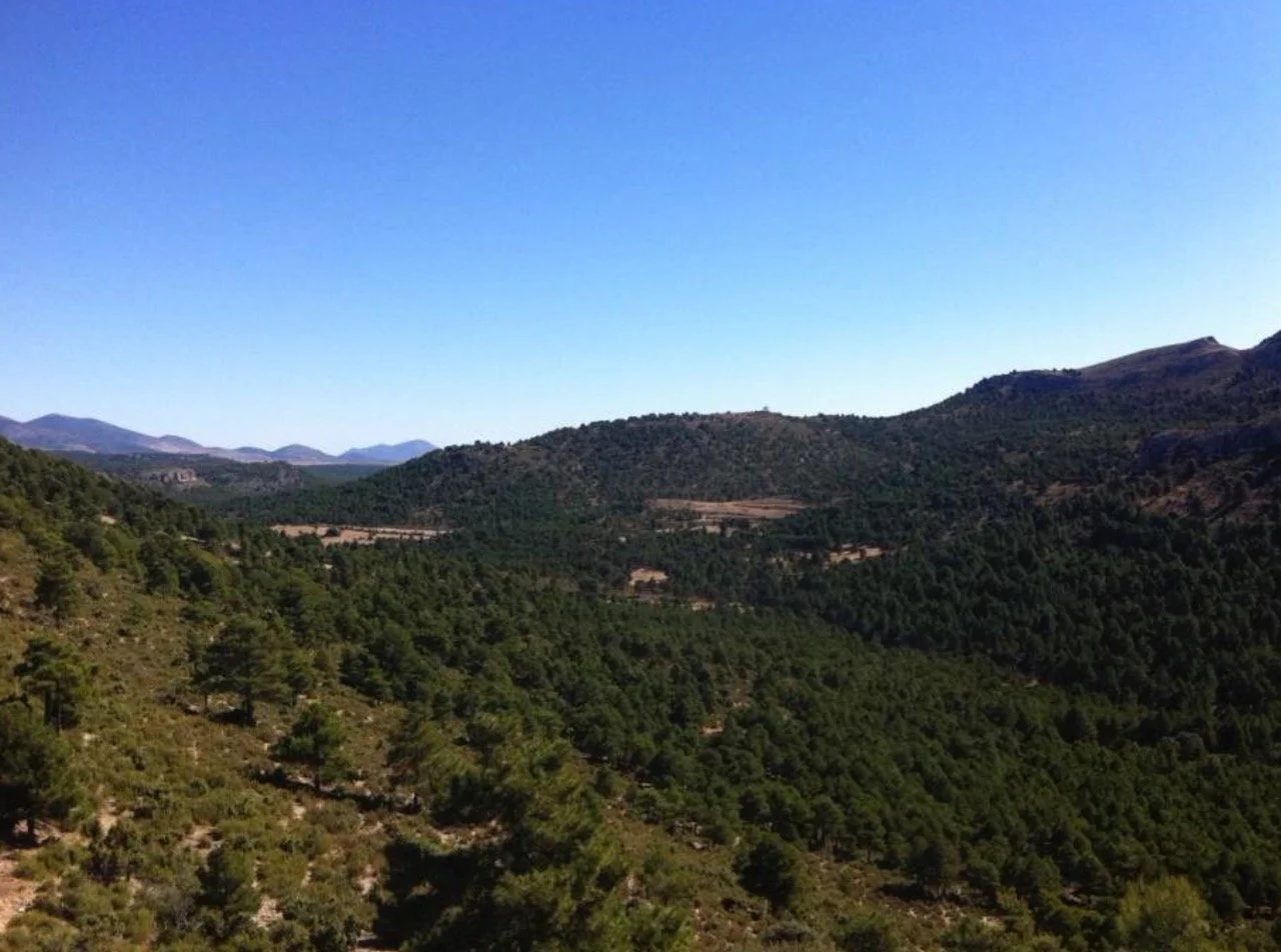 La cizana07 Large.jpeg