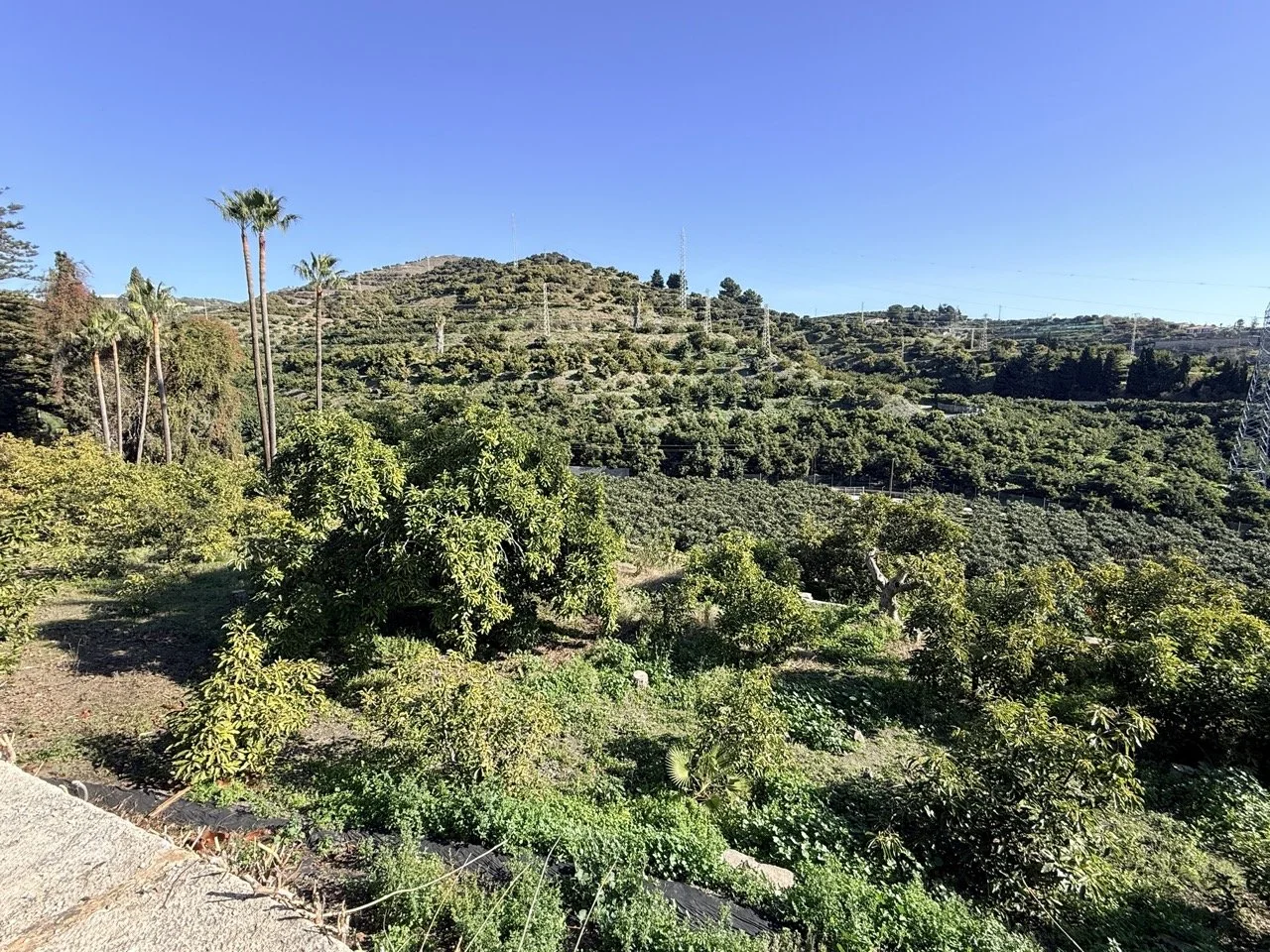 A lush hillside filled with various trees and plants under a clear blue sky, with tall palm trees and power lines visible in the background.