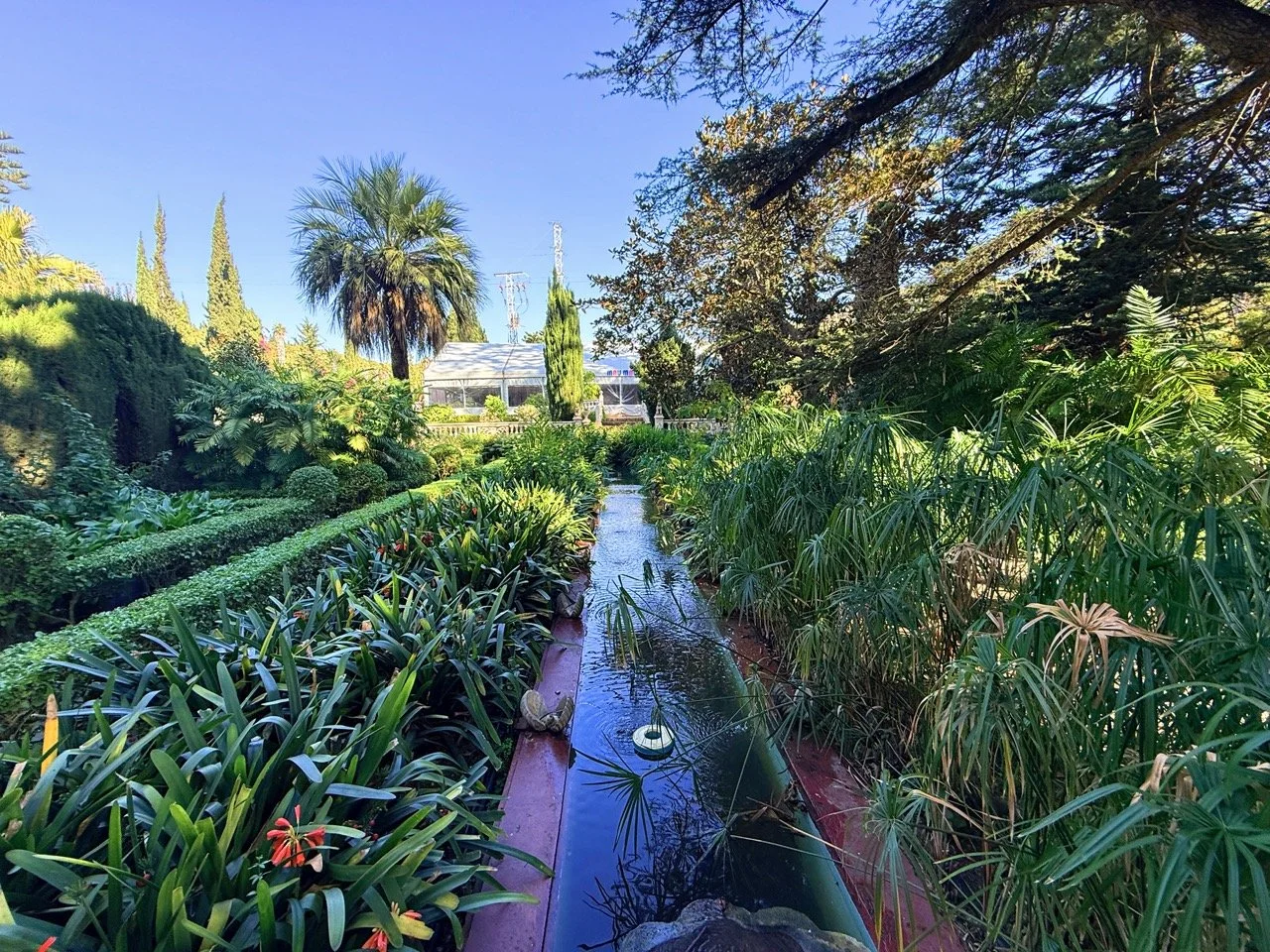 A lush botanical garden with green plants, trees, and bushes surrounding a small water feature on a sunny day.