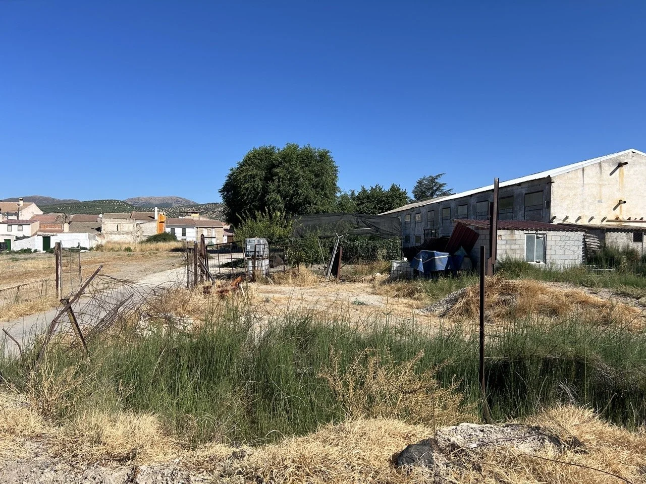 Rural scene with dry grass, fence, large tree, and buildings under a clear blue sky.