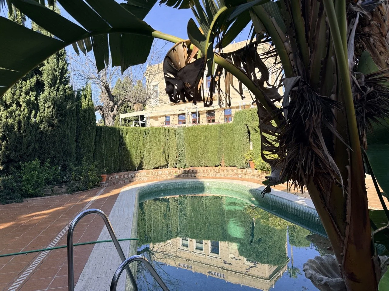 A backyard swimming pool surrounded by green hedges and a brick patio, with overhanging tropical plants and a large building in the background, under a clear blue sky.