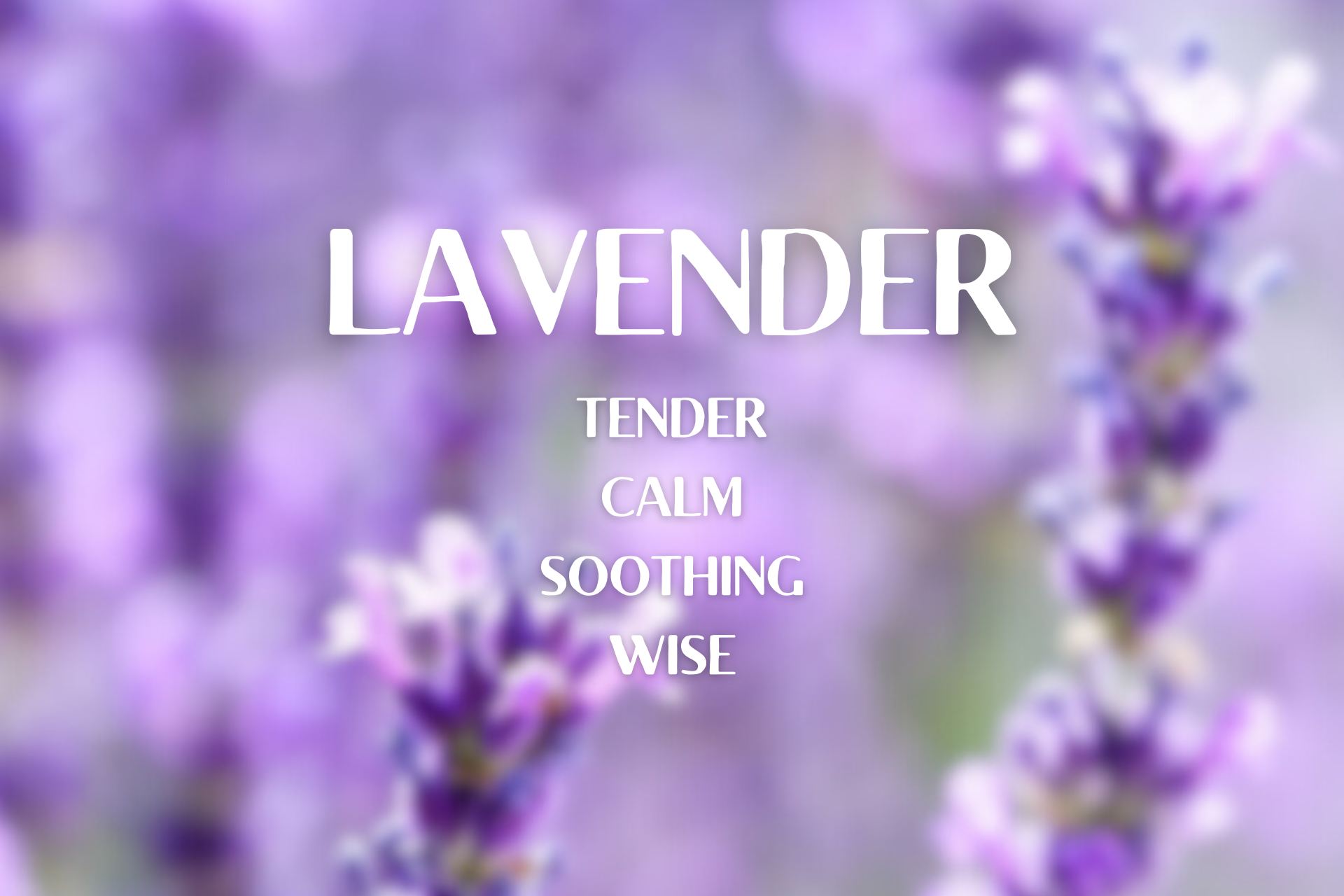 positive qualities of lavender on a lavender colored background