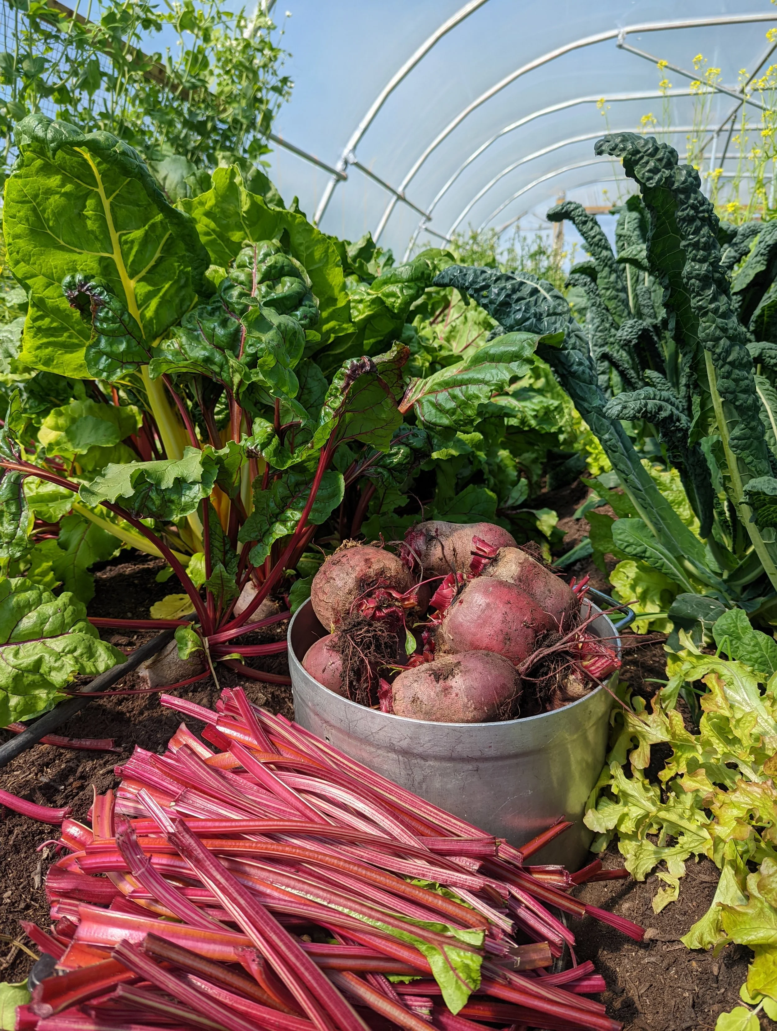 Beetroots in a pot surrounded by growing vegetables