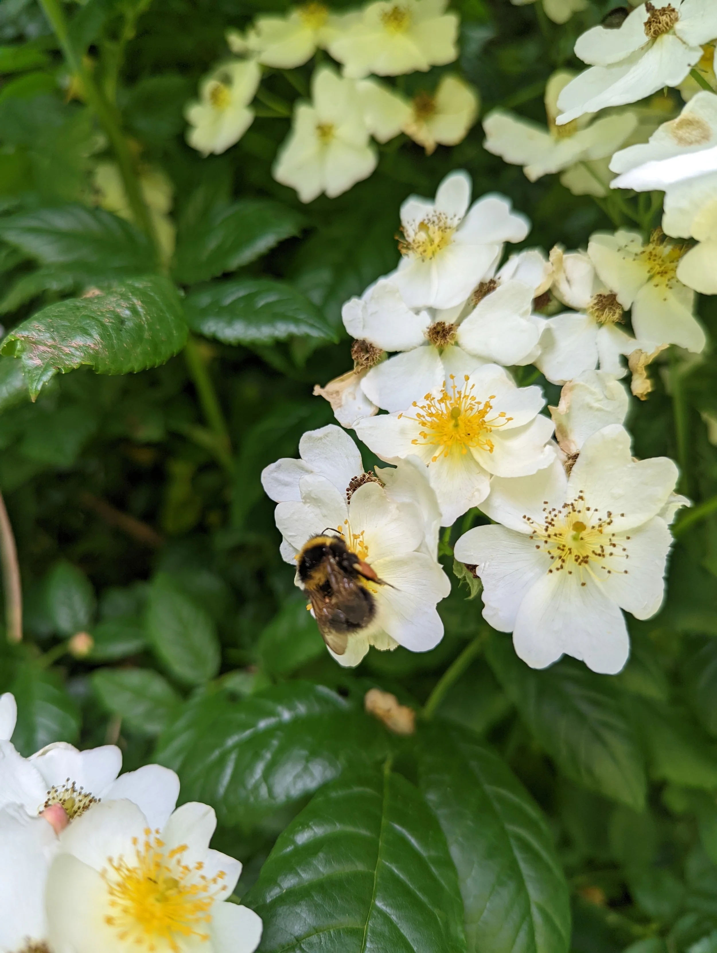 Bee on white flower