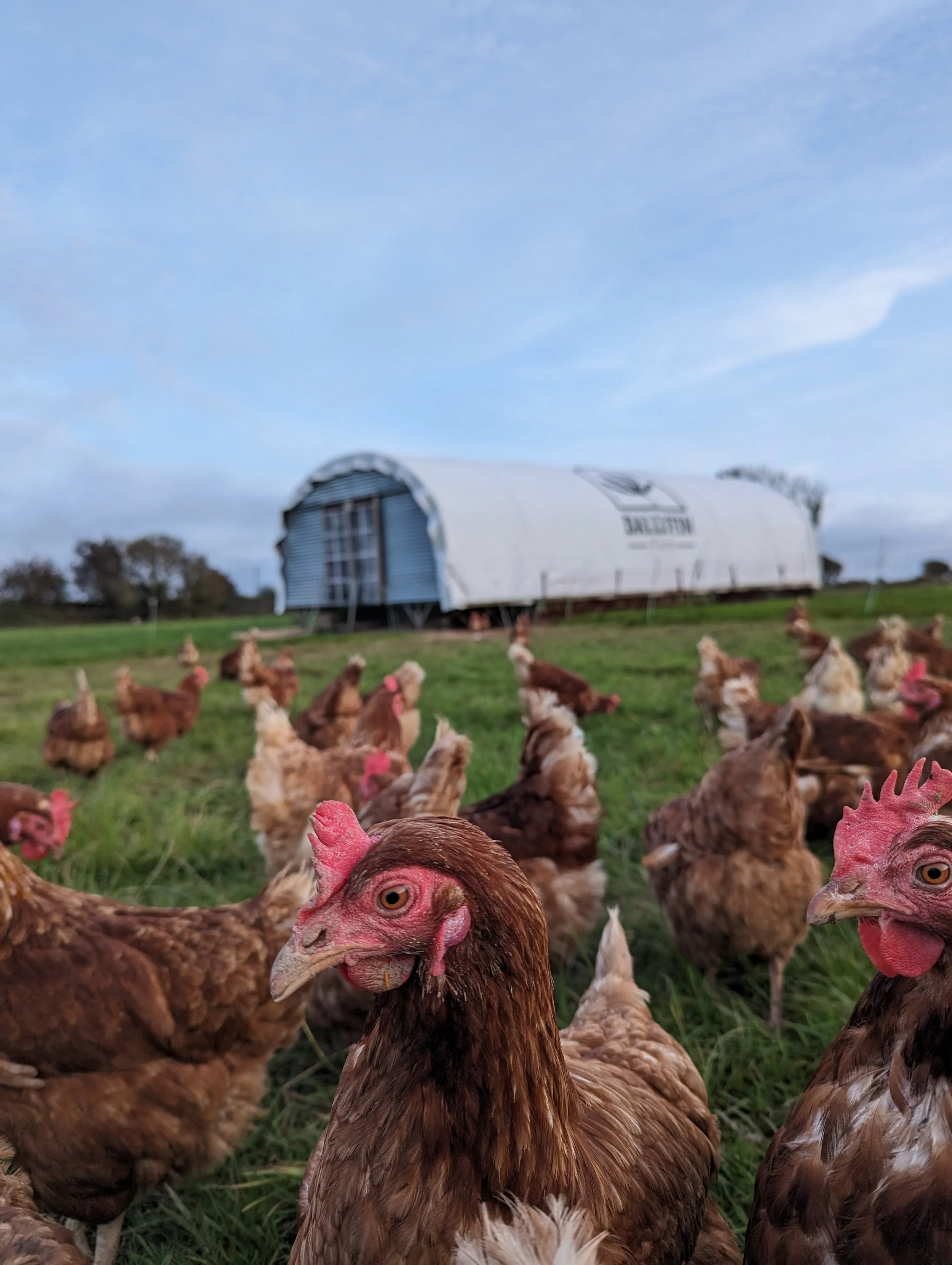 Many chickens with hen house in the background