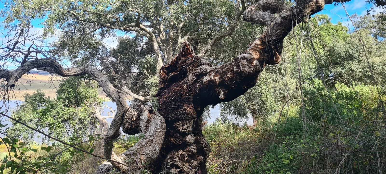 Ann Roberts Day 3 - Club Holiday 15-18 Oct 2024 - Photo  3.jpg