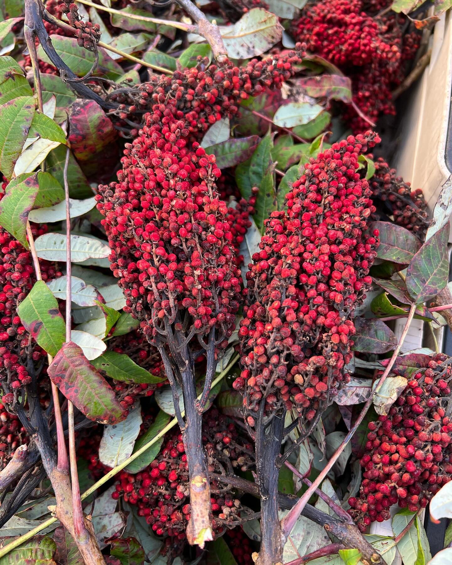 A few of my favorite things. Sumac. #spices #middleeasternfood #cookingwithflavor