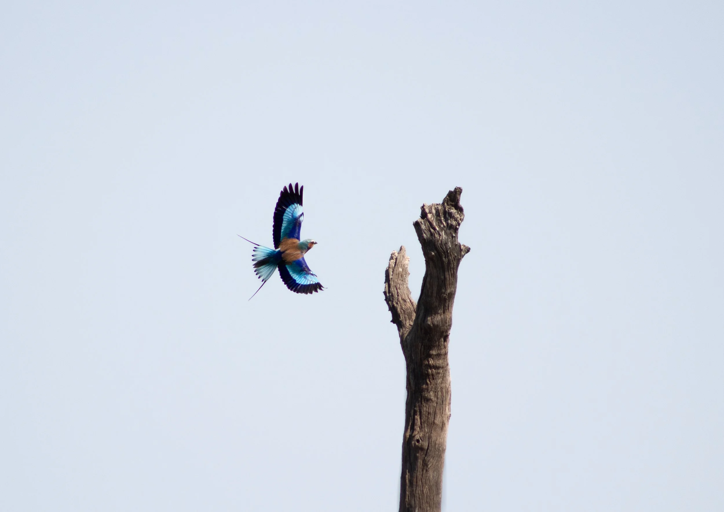 lilac_breasted_roller_epic.jpg