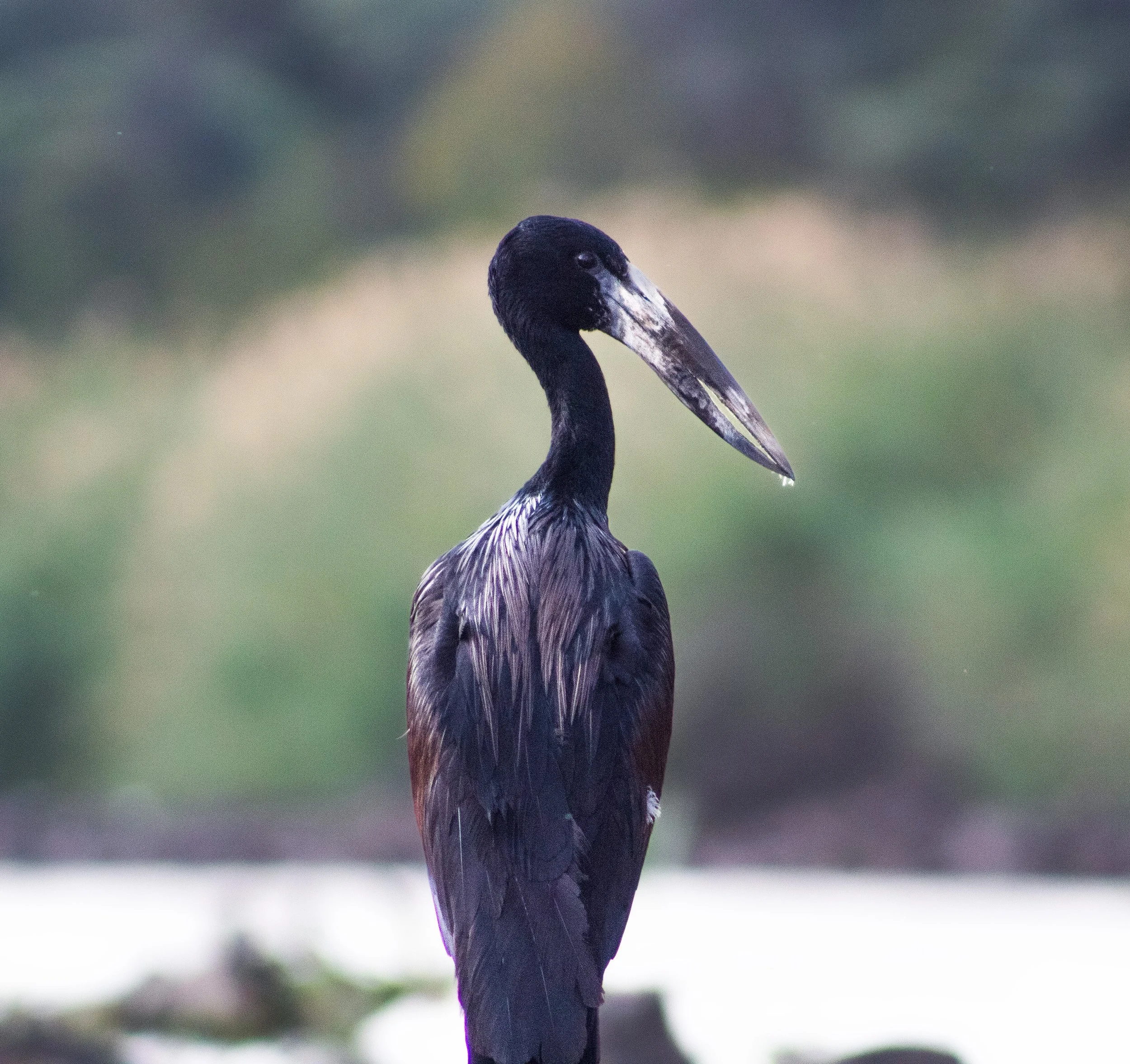 open_billed_stork.jpg