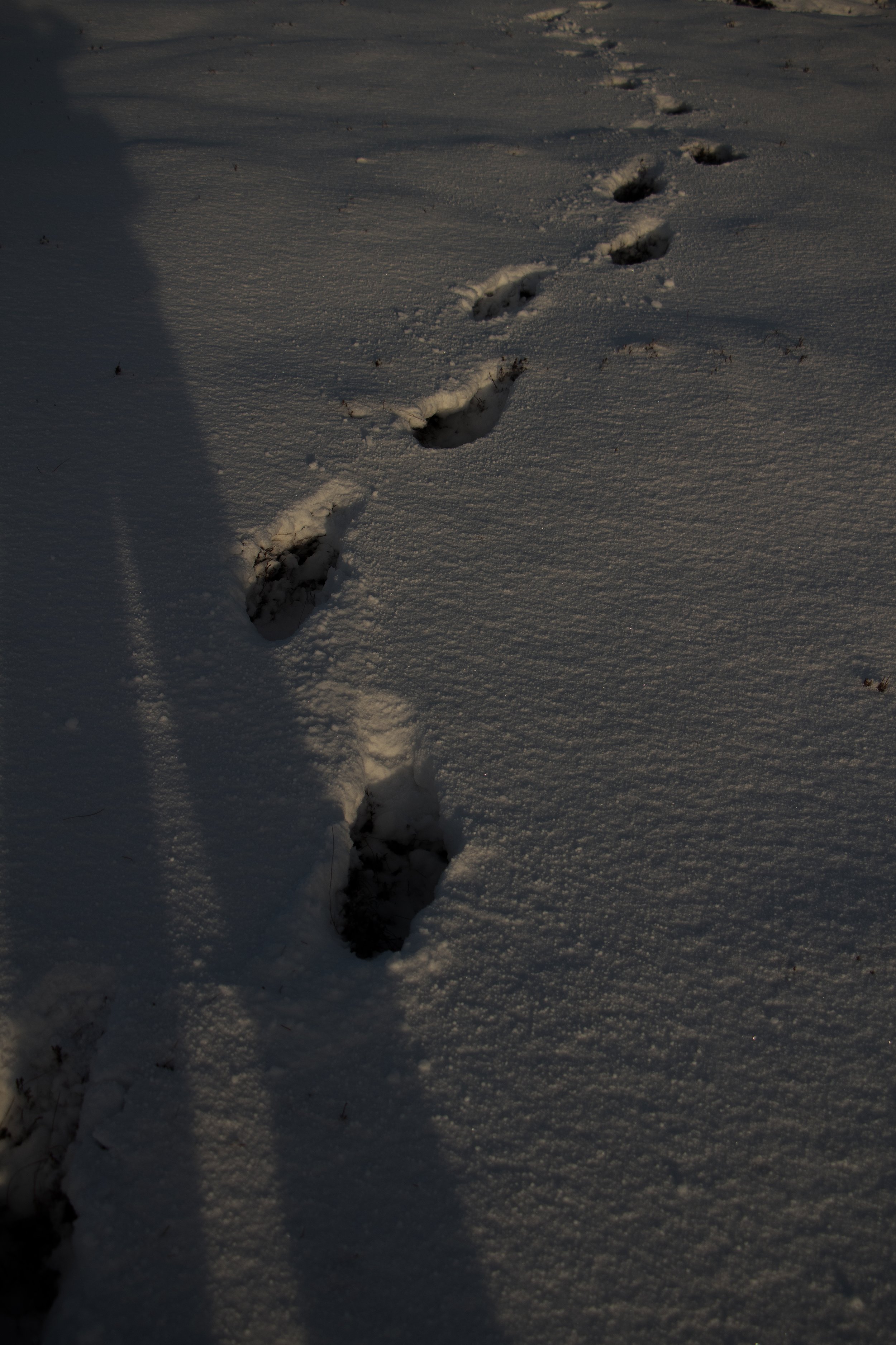 snowy footpribts.jpg