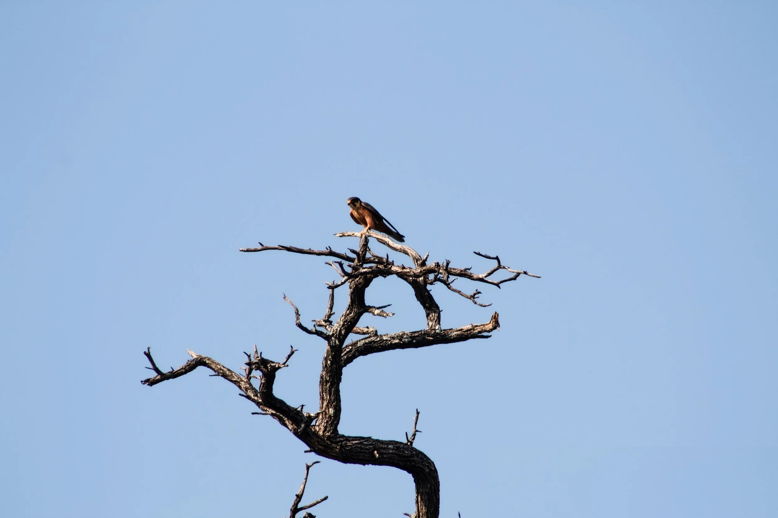 falcon_tree.jpg