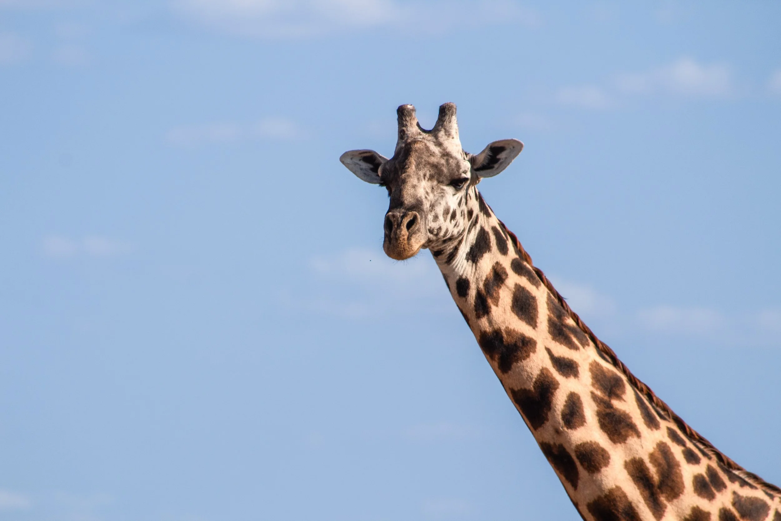 giraffeeee.jpg