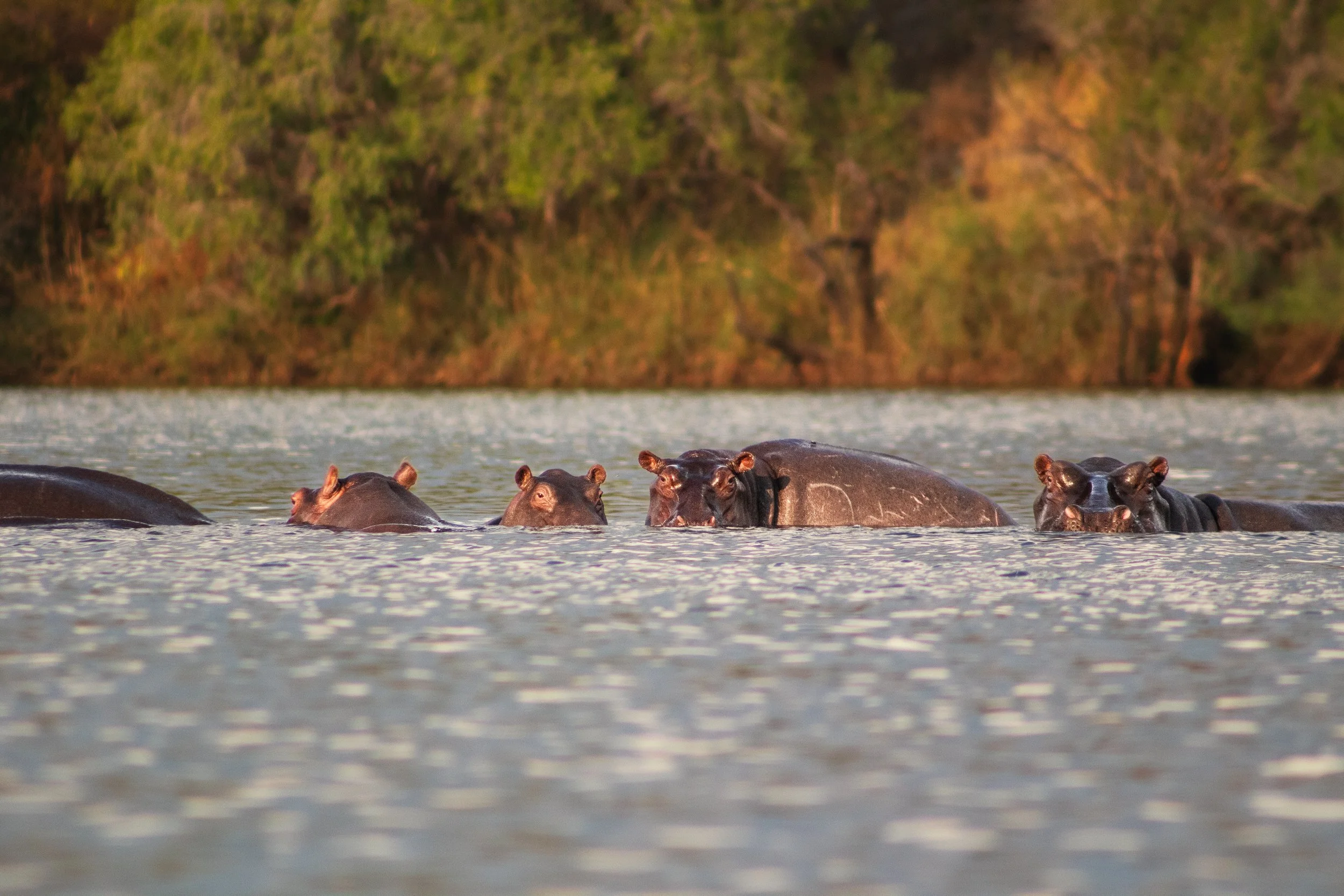 hippo_pod_zambezi.jpg