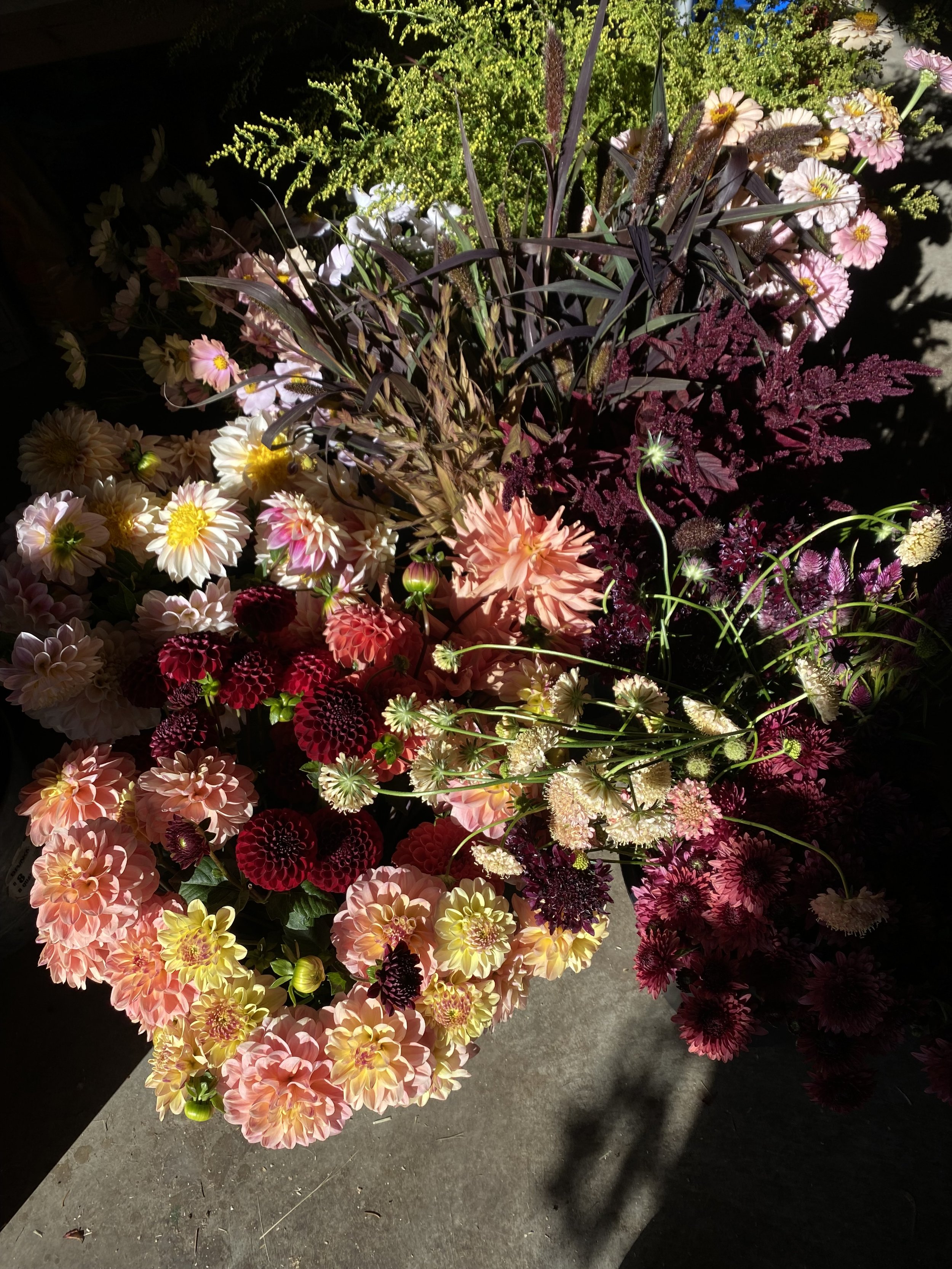 IMG_7573.jpeg