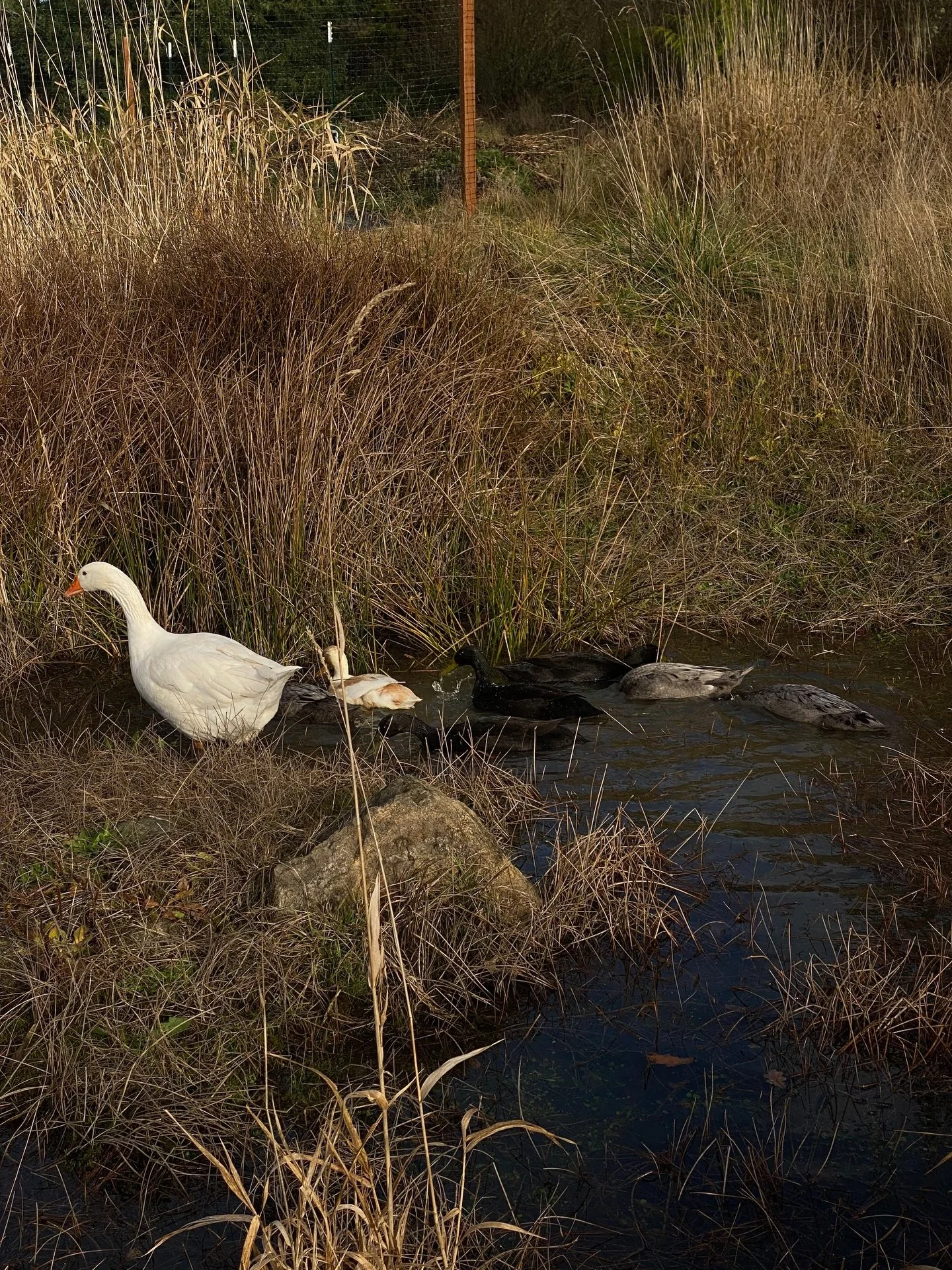 🌀 The seasons have a complex relationship with how our brains work.

Winter in this gray, northern climate is very tough for me. This winter I&rsquo;m challenging myself to see the colors in our winter landscape as a way of supporting my inner lands