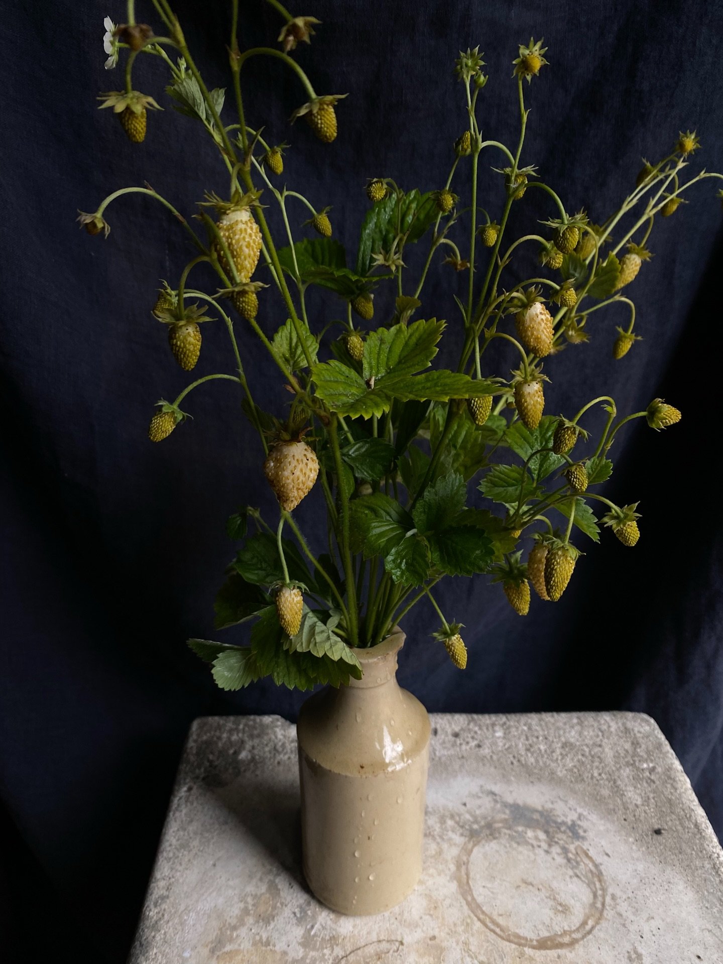 ✨Sometimes it&rsquo;s the tiniest addition to an arrangement that makes the whole thing sparkle. ✨ 

Here&rsquo;s a peek at some of my favorite tiny things that I&rsquo;ll be growing in 2026.  Florists, I&rsquo;m starting to get into wholesale so if 