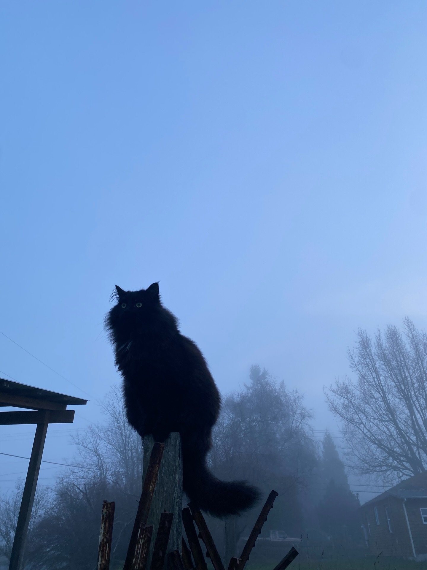 ☁️ For our next installment of the colors of the winter, I present - Gloam. Gray. Grey? Fog. 

This sums up #winterinthepacificnorthwest pretty well. 

It can feel oppressive and eerie, but just remember- magical things often appear in the fog and mi