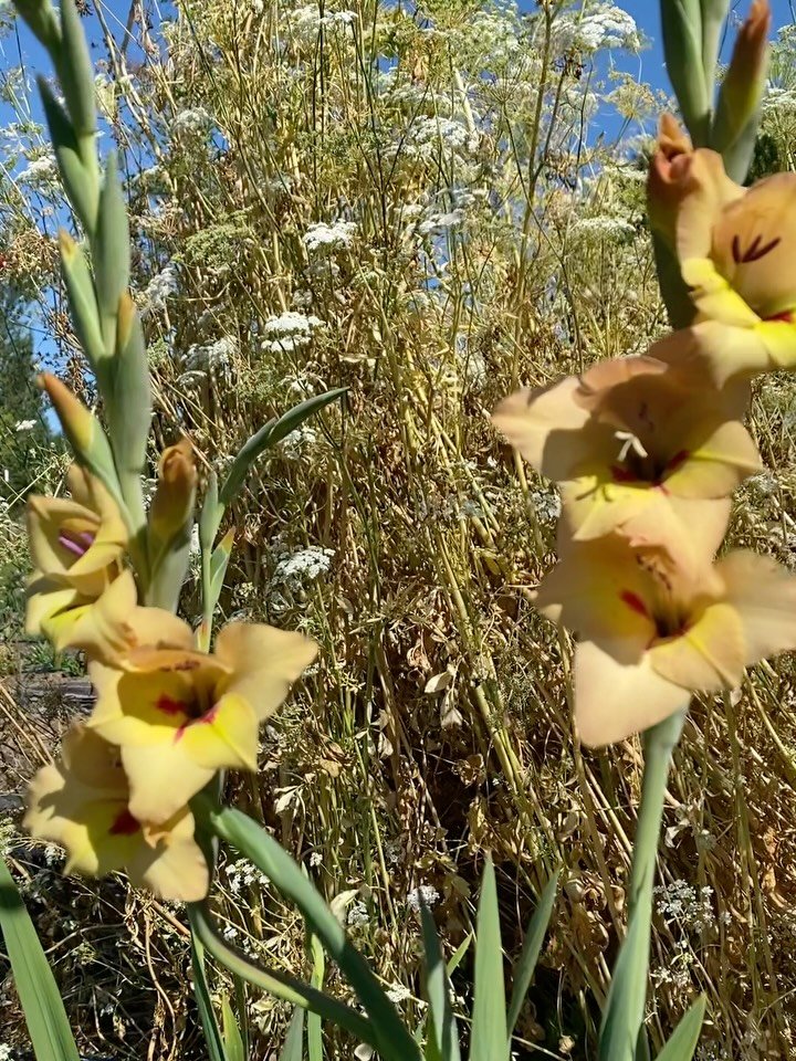 &ldquo;Gimme all the weird flowers!&rdquo; When I heard that from a wedding client or a florist, I know I&rsquo;ve found my people. 🤣

Here are some weird weirdos that are coming up in 2026&hellip;

1. I have all these crazy gladiolas that have cros