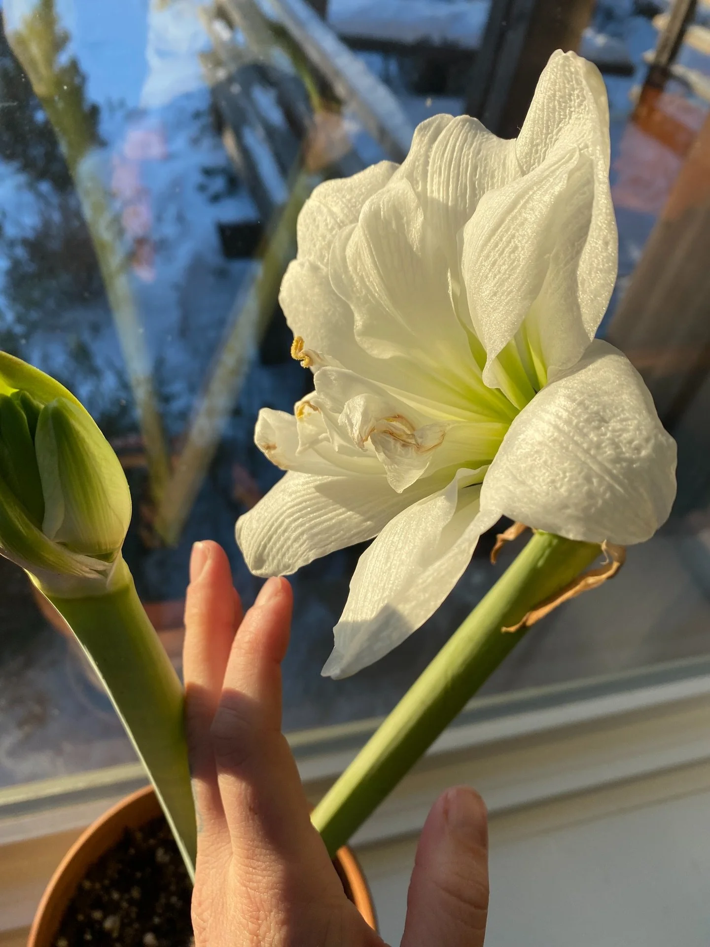 ❄️Winter color of the week: crisp, clean, white. Now anyone who has to choose a white paint knows there are SO many types of white. 

(I&rsquo;m helping a friend with some interior design work and my current white paint favs are White Dove and Swiss 