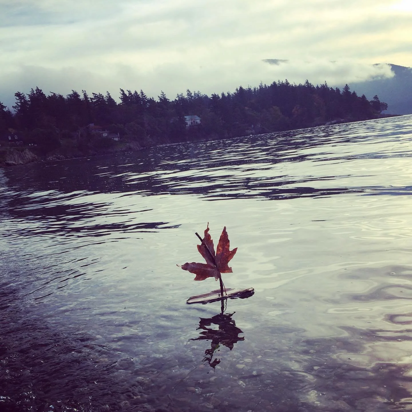 Mother&rsquo;s Day should be renamed Unconditional Love Day.

I was kindergarten teacher at @salmonberryschool for many years before becoming a flower farmer. I had the extreme pleasure of visiting fairyland daily with children as my guide and in ret