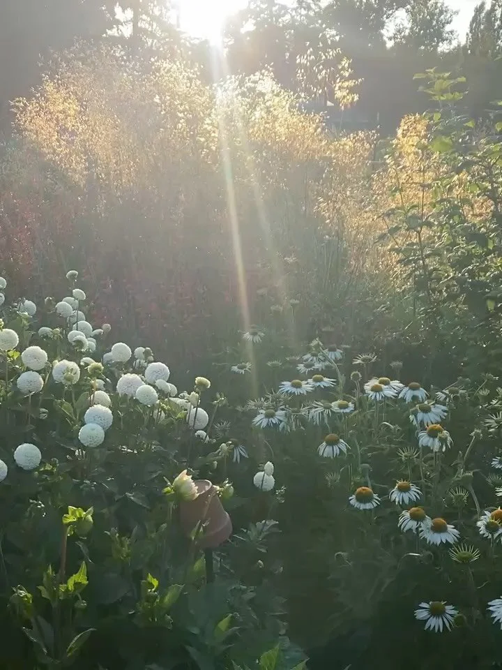 The quiet of mid summer on the farm - you think that this time of year would be super busy but it&rsquo;s actually rather chill (minus weddings). 

And I like it that way. I get to sink into the season. Kai is teaching me to play tennis. I&rsquo;m pl