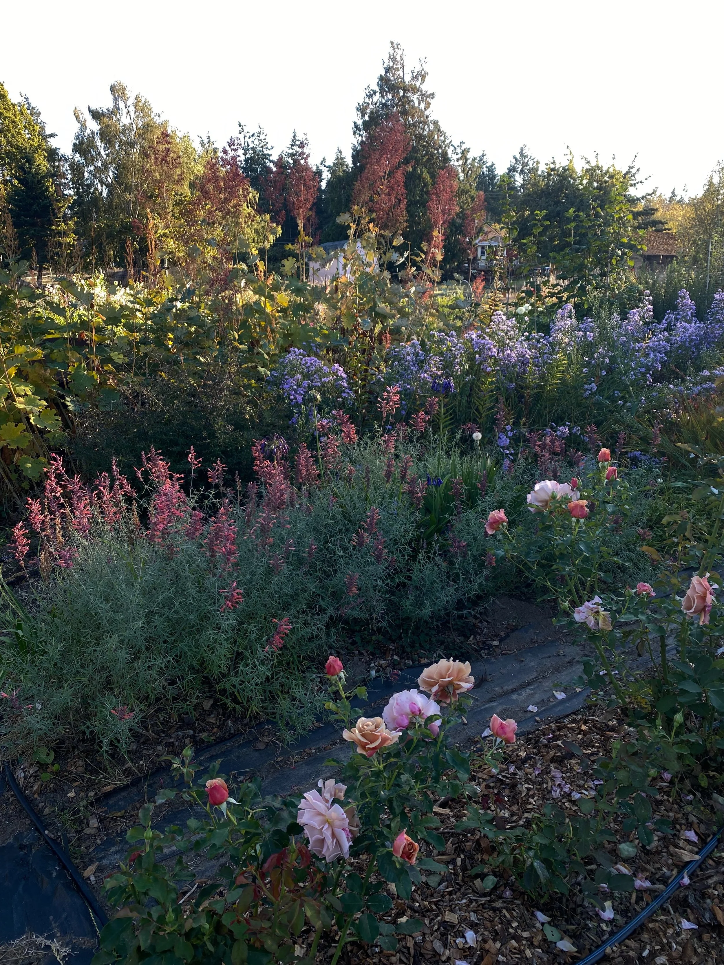 Autumn equinox update from the farm at @fabled.flora: 
The roses love the autumn. I love feeling rich in roses.

The ducks quickly grown into their naughty yet adorable phase. They are constantly getting out! And following me around like a dog. 🙄

I