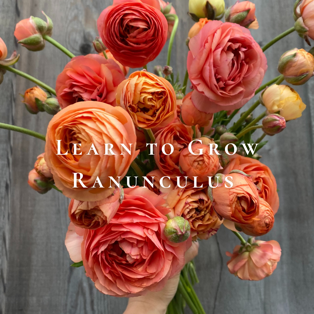 Copy of Learn to Grow Ranunculus (1).png