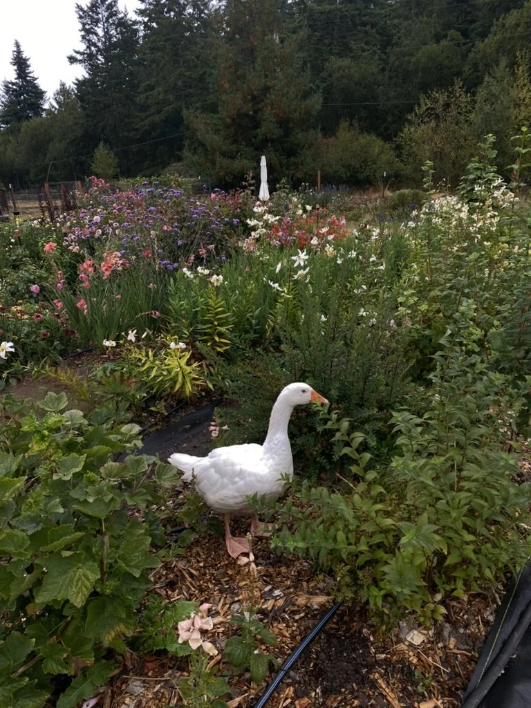 A white goose walking through a lush garden filled with various blooming flowers and greenery, with a backdrop of trees and an outdoor umbrella.