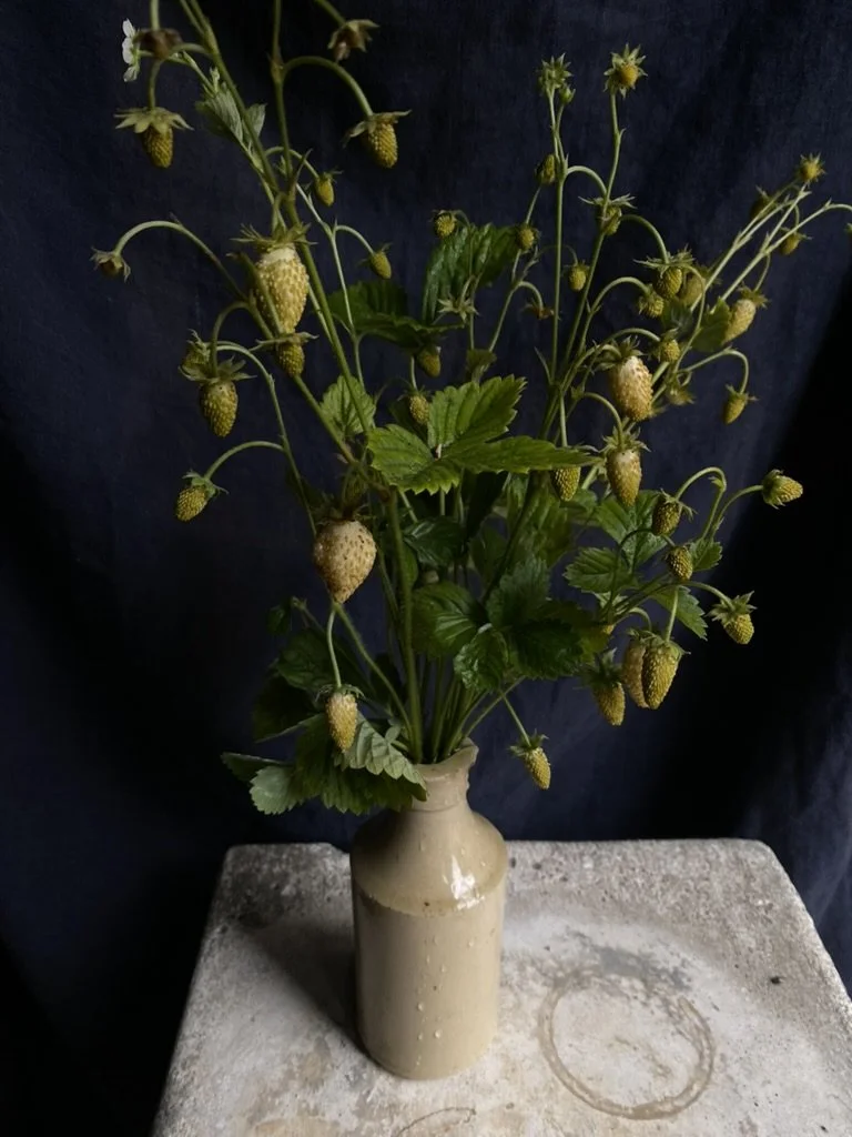 A beige ceramic vase with strawberry plant stems and green leaves, containing unripe strawberries, placed on a stone surface against a dark background.