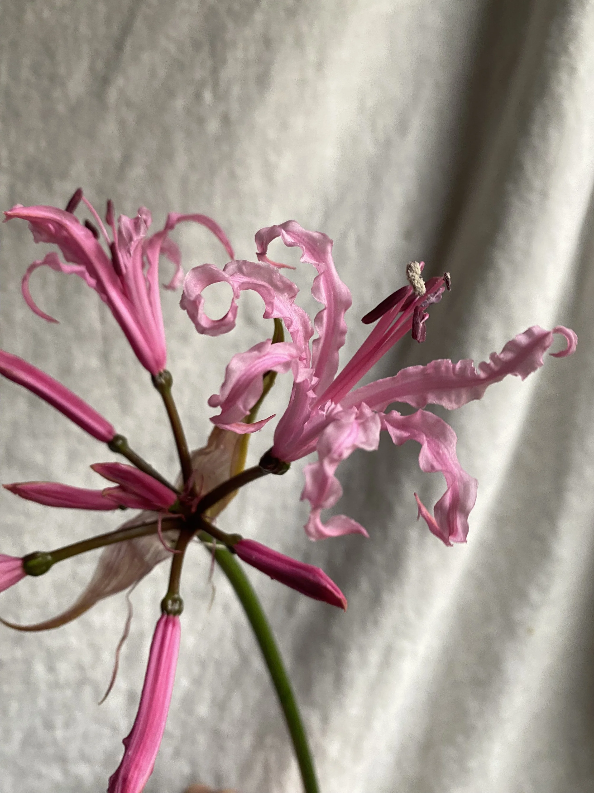 Curly pink nerine flower against a fabric backdrop.