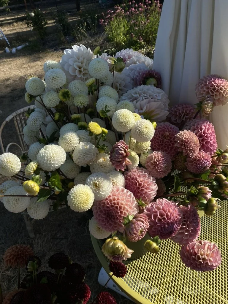 A bouquet of white, pink, and dark red dahlias on a yellow table outdoors.