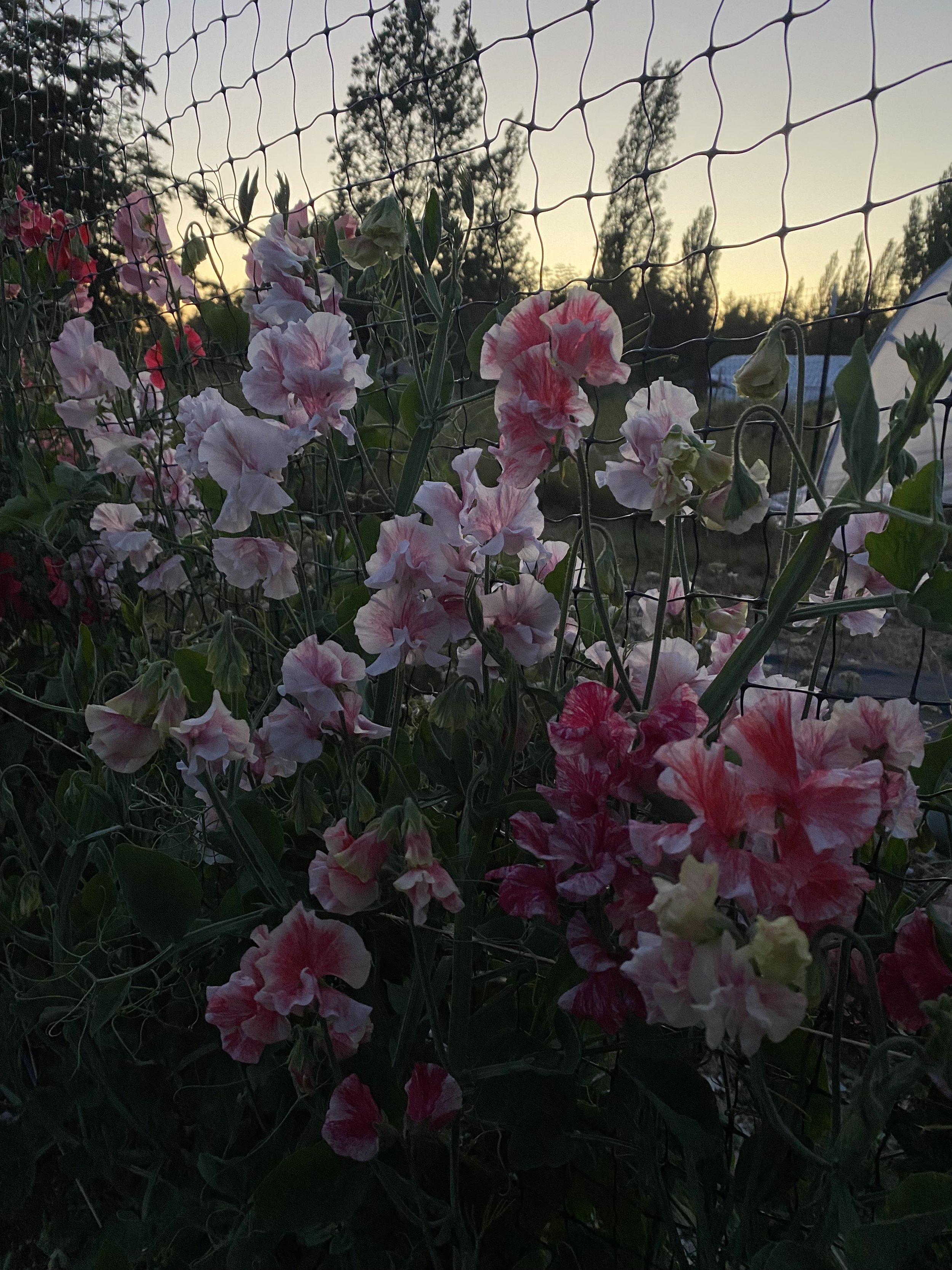 IMG_1462.jpeg