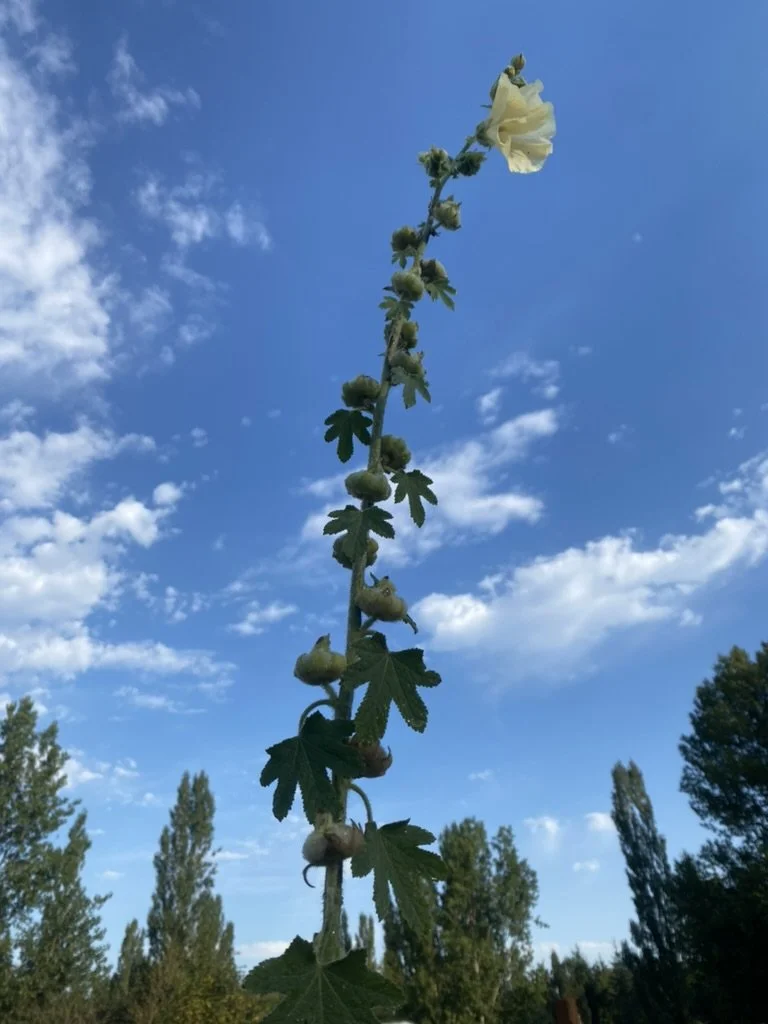 2D06994B-B81A-45C2-B979-6462560F71B9_1_105_c.jpeg