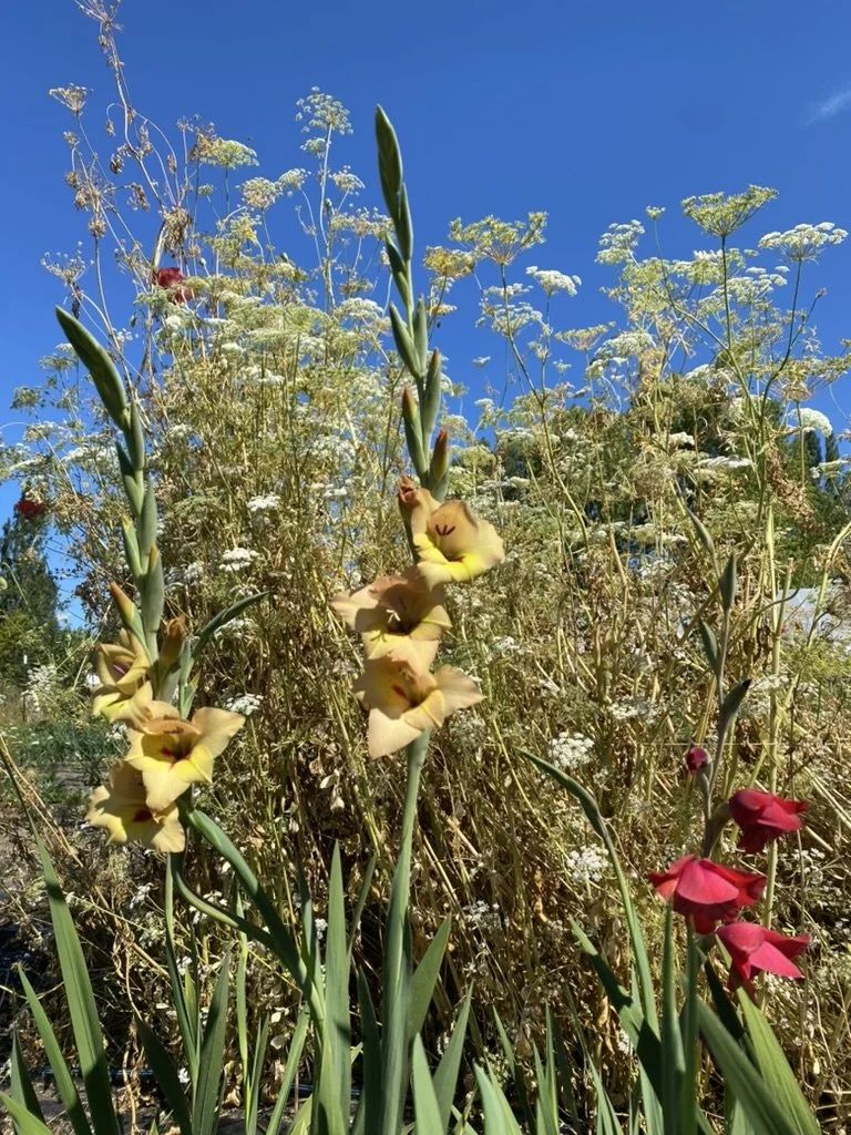 Colorful flowers growing among tall dry grasses under a clear blue sky.
