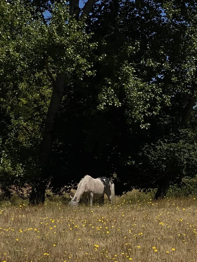 A white horse with black spots grazing in a field of yellow wildflowers under a large leafy tree.
