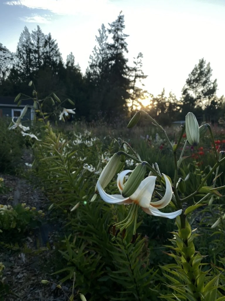 White lilies blooming in a garden at sunset with trees in the background.