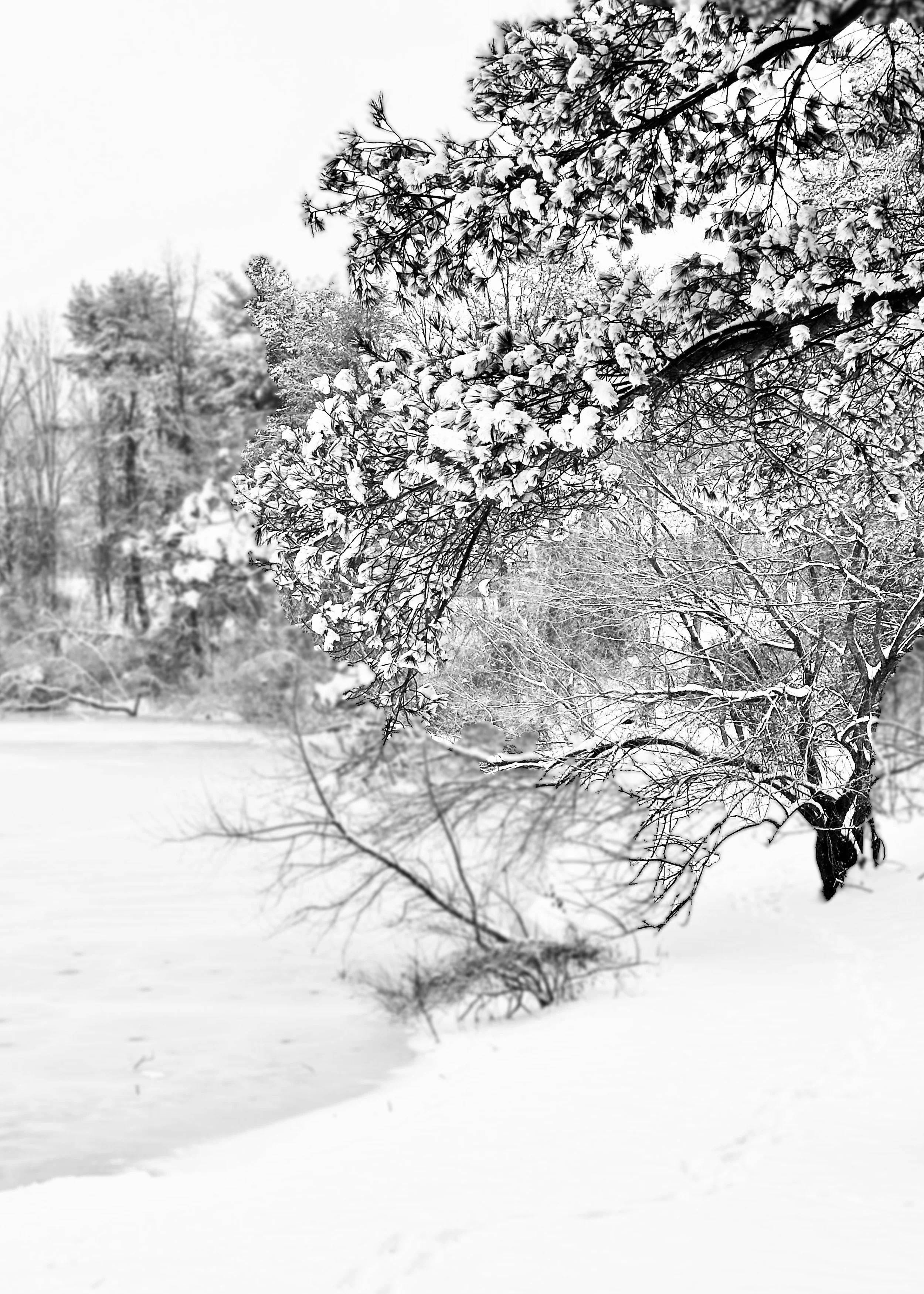 Rama George_Snow_s Whispering Edge.jpg