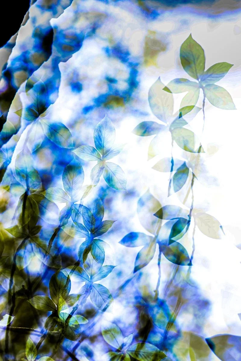 Emergence Opens in Chevy Chase: A Celebration of Renewal Through Print 