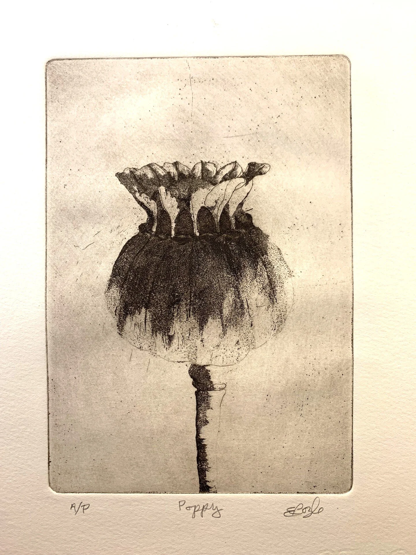 Poppy