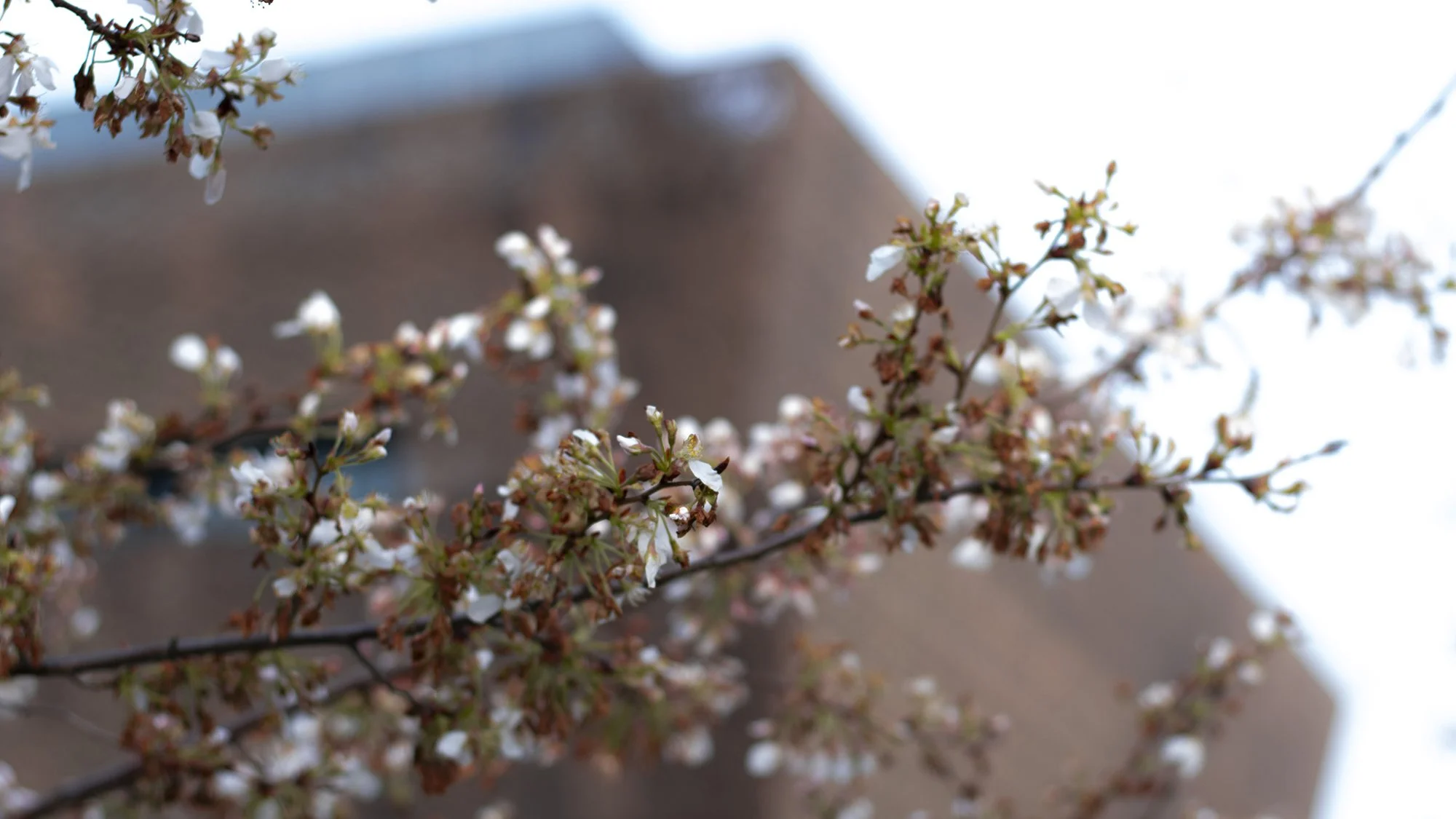The African American National Museum.jpg
