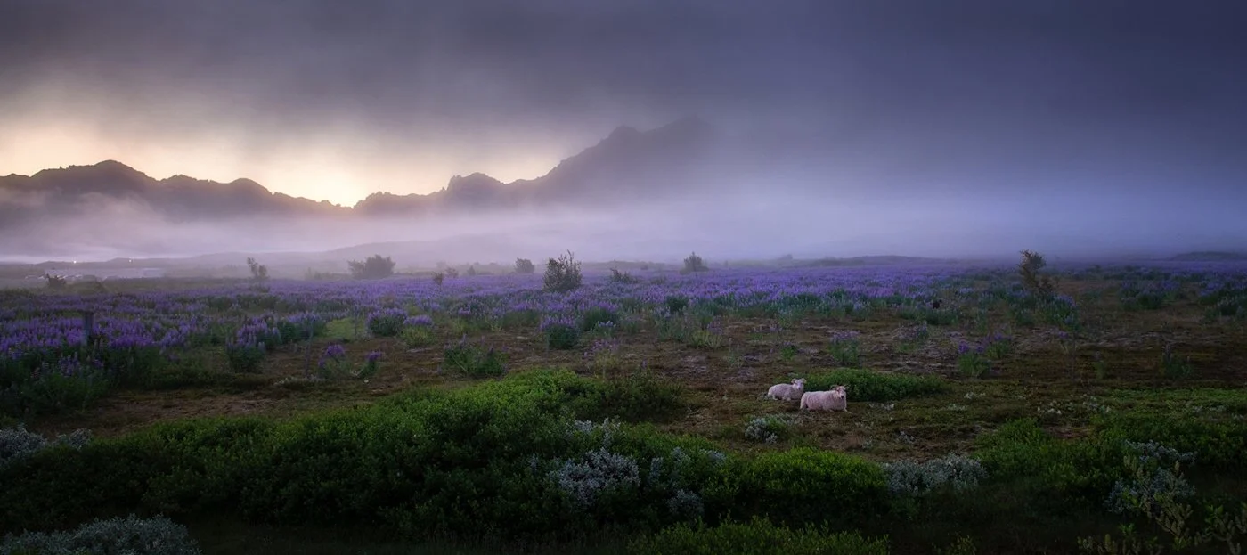 KimClara_There They Are.jpg