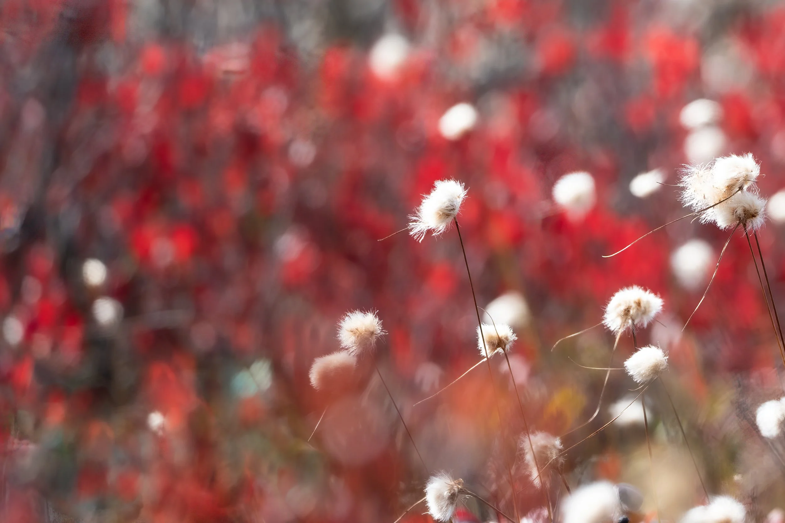 WrightClaire_InTheCottonGrass.jpg