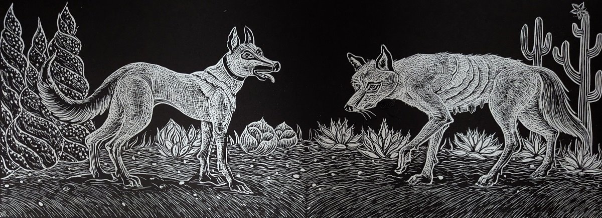 Belgian Shepherd and Coyote