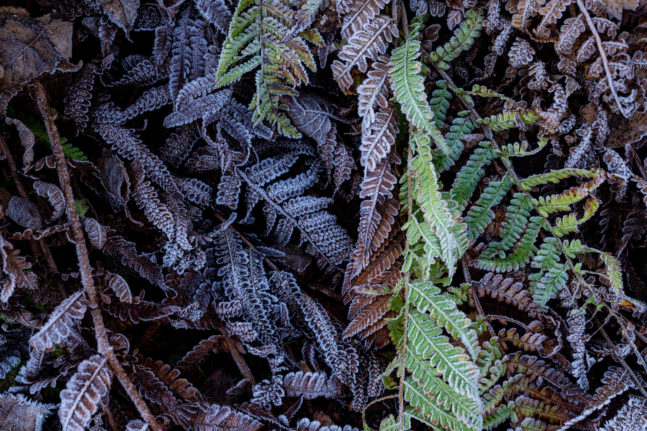 WrightClaire_FrozenFerns.jpg