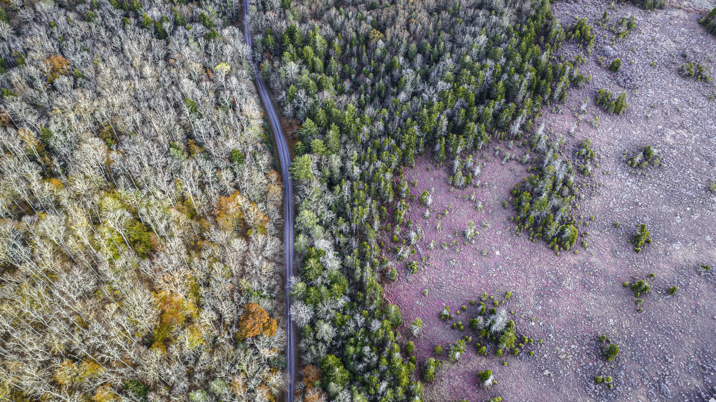 Cranberry Glade