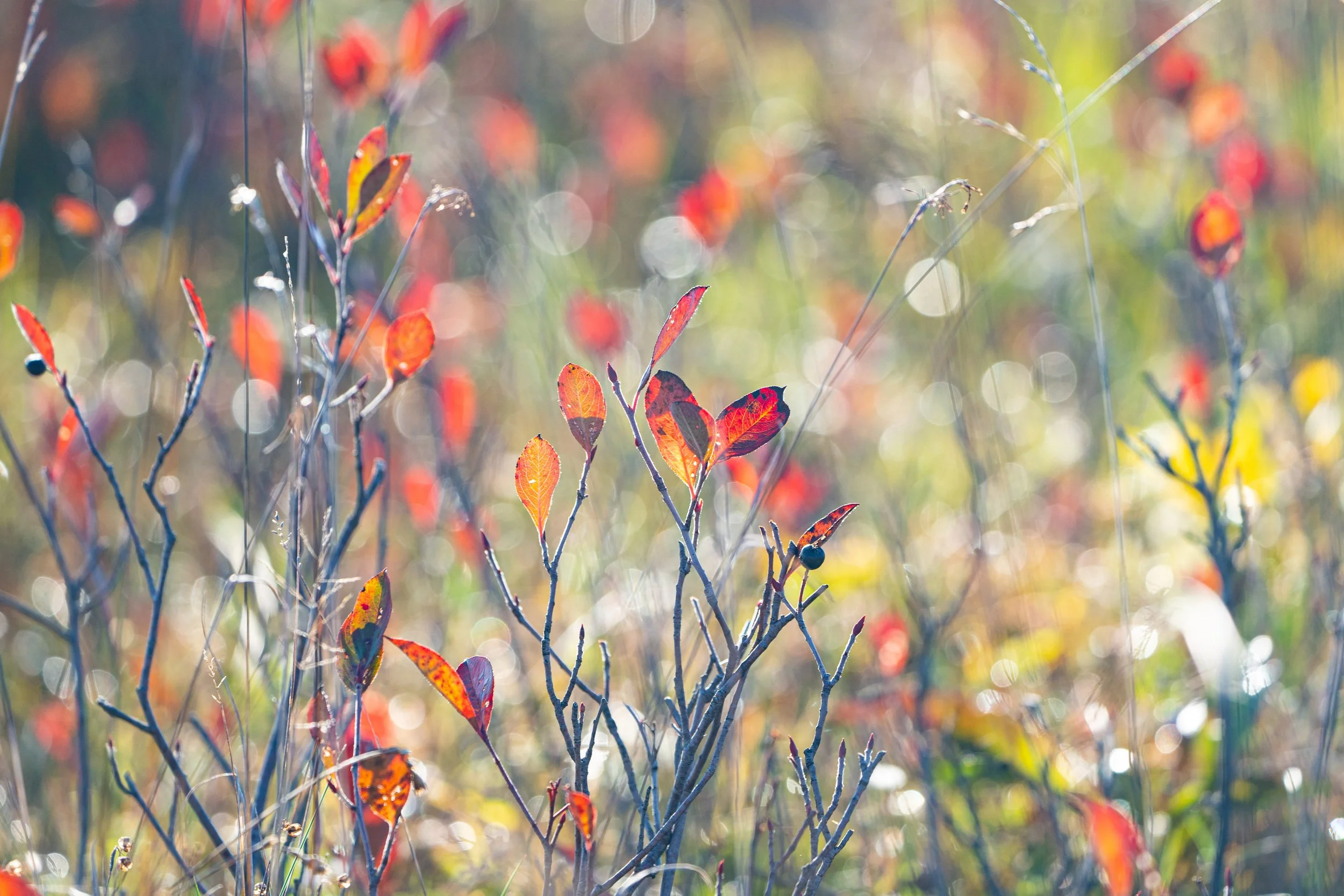 Blueberry Patch Bliss