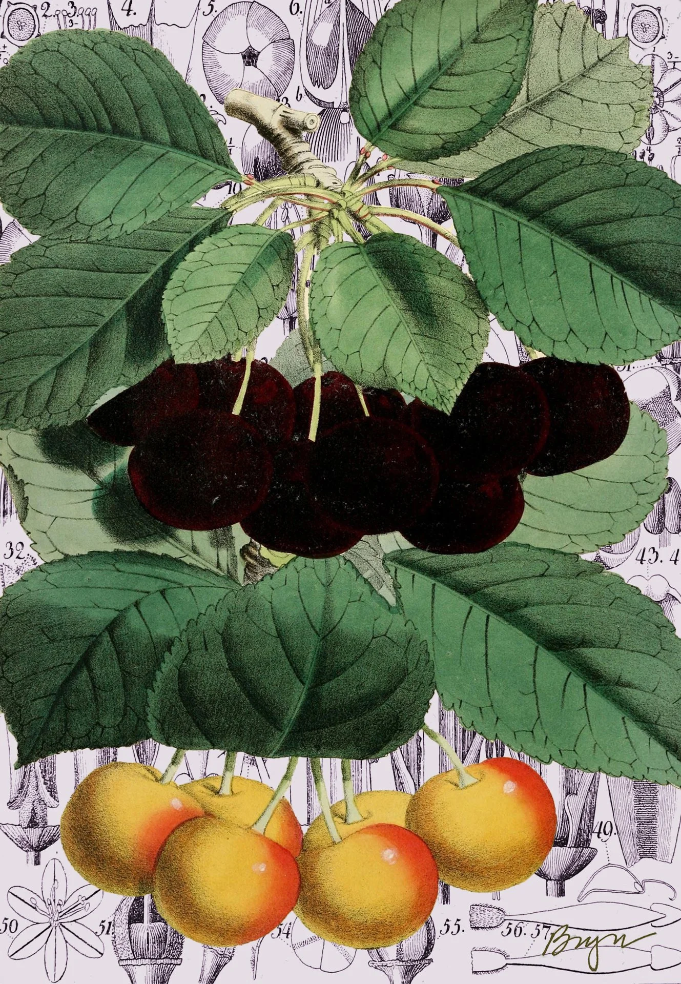 Early River Cherries