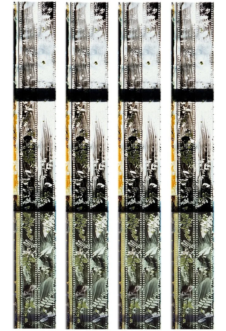 CameronD_Binary Brush Forest Film_smwebNOW.jpg