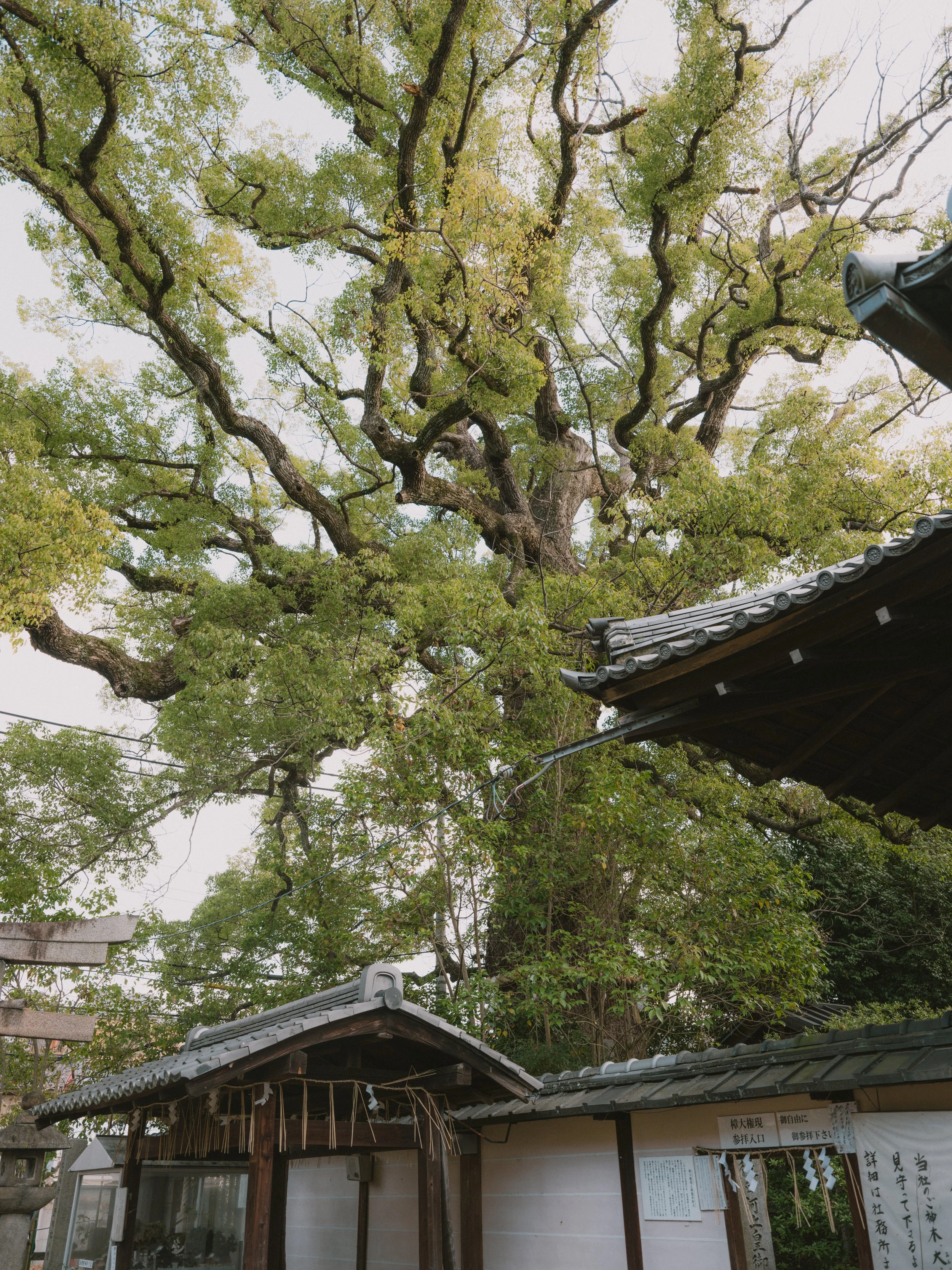 DSCF6635.jpg