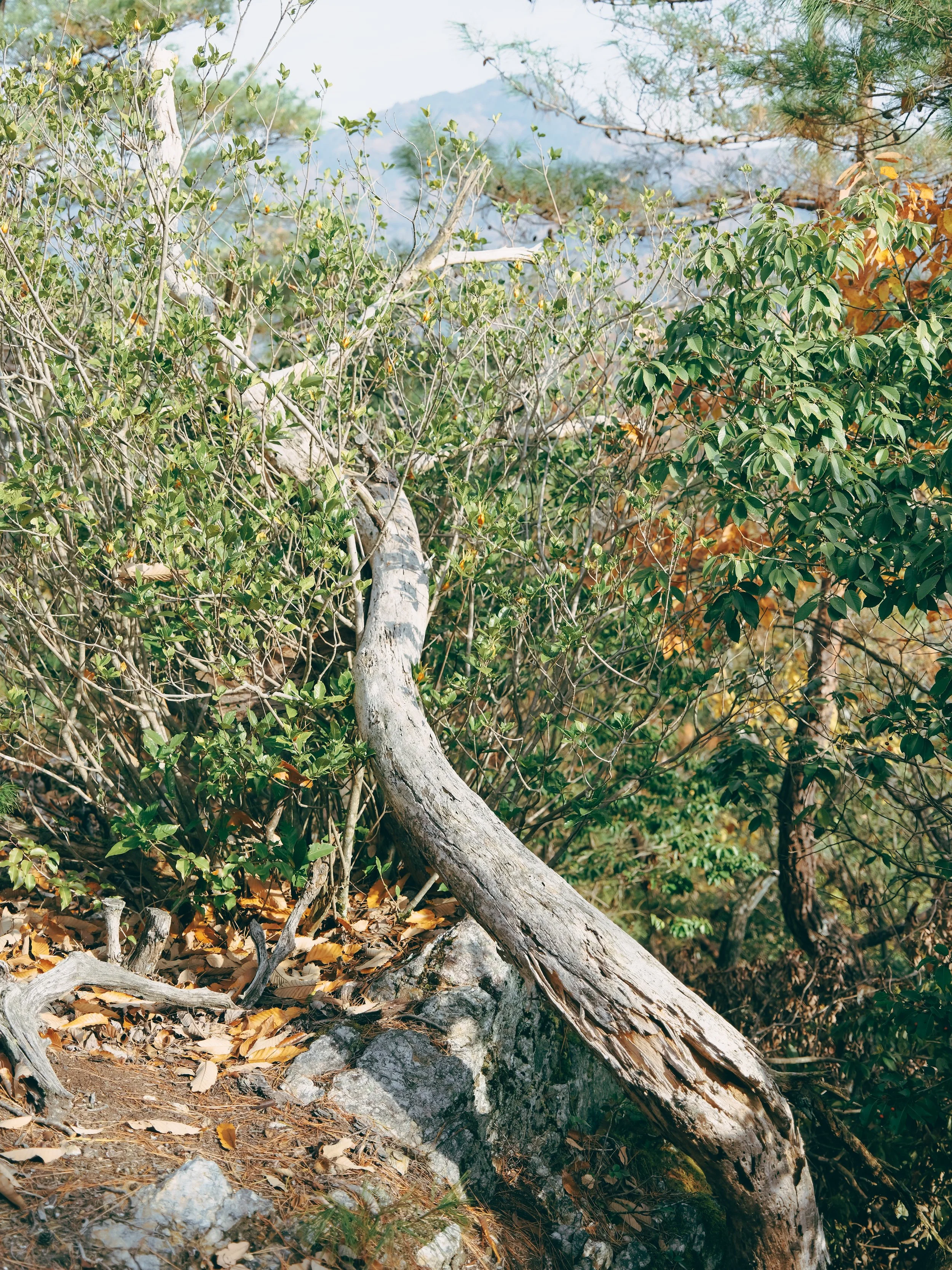2-DSCF5578.jpg